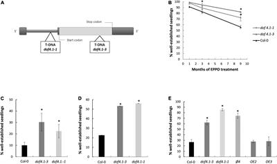 Transcription Factor DOF4.1 Regulates Seed Longevity in Arabidopsis via Seed Permeability and Modulation of Seed Storage Protein Accumulation